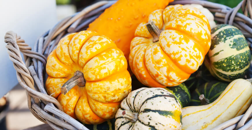 Close up of colorful pumpkins and squashes in a wicker basket.